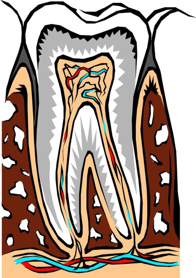 Przekrój zęba z widocznym korzeniem